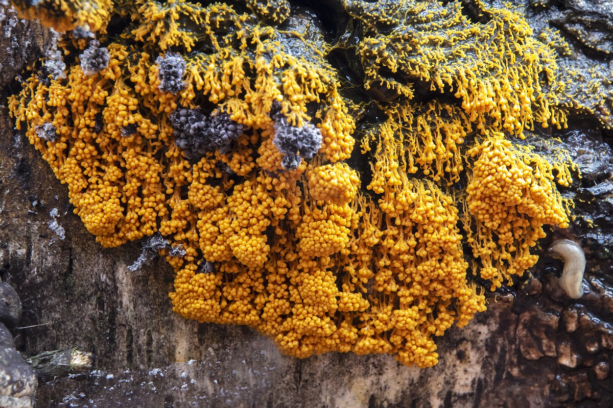 Yalangoch Brylska Yalangoch Brylska